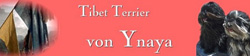 Tibet Terriers von Ynaya
