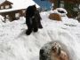 Wir lieben den Schnee in allen Formen  ***  nous aimons la neige dans toutes ses formes