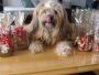 Weihnachtszeit *** noel