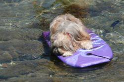 Surfergirl